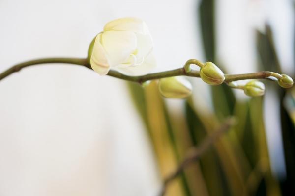 胡蝶蘭の花