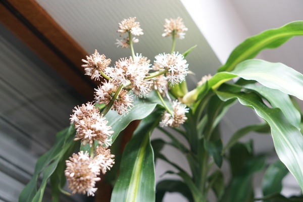 ３度目の幸福の木の花の開花と ストレスで肌にニキビが出ている受験生のメンテナンス シャイニーソルン 西宮市阪神甲子園駅徒歩５分の理容室 ヘナとヘアリセッター取扱店 ブライダルシェービング 床屋 散髪 Hair Salon トークと女性サロン シャイニーソルン