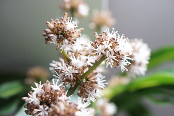 ３度目の幸福の木の花の開花と ストレスで肌にニキビが出ている受験生のメンテナンス シャイニーソルン 西宮市阪神甲子園駅徒歩５分の理容室 ヘナとヘアリセッター取扱店 ブライダルシェービング 床屋 散髪 Hair Salon トークと女性サロン シャイニーソルン