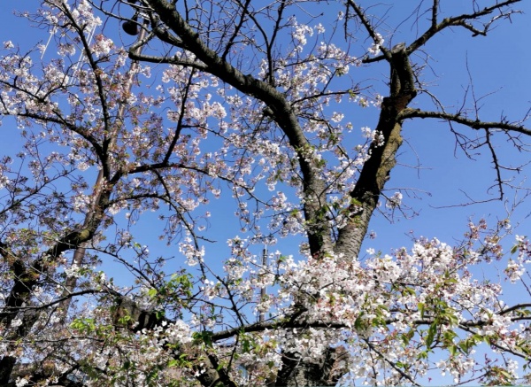 新緑まじりの桜