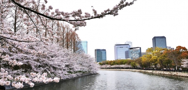 大阪の街と桜